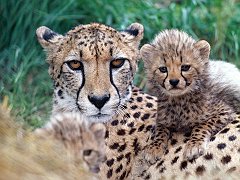 Family Close Up, Cheetahs